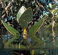 Jawbone Marine Sanctuary - Rent Accommodation