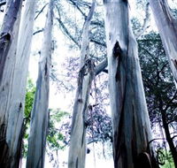 Dandenong Ranges National Park - Rent Accommodation