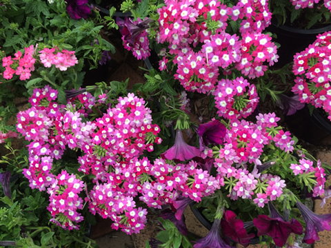 Main Street Market Mornington - Rent Accommodation 4