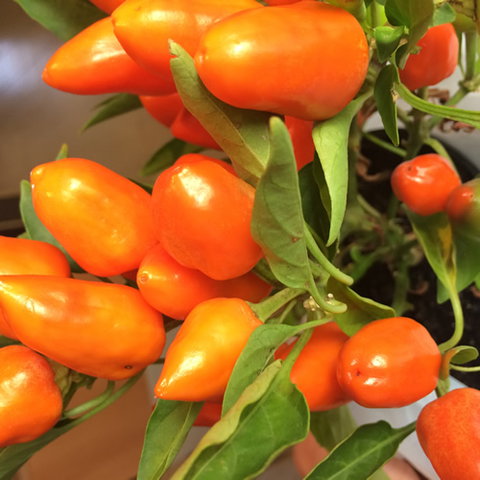 Main Street Market Mornington - Rent Accommodation 6