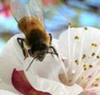 Clayridge Honey - Rent Accommodation