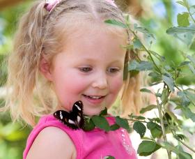 Coffs Harbour Butterfly House - Rent Accommodation 0