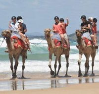 Camel Rides with Coffs Coast Camels - Rent Accommodation