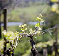 Stonier Wines - Rent Accommodation