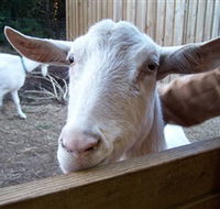 Drysdale Cheeses - Rent Accommodation