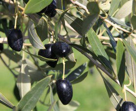 Wymah Organic Olives And Lambs - Rent Accommodation 2