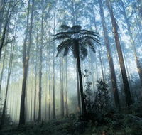 Yarra Ranges National Park - Rent Accommodation