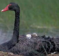 French Island Marine National Park - Rent Accommodation