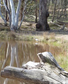 Mulligans Flat - Rent Accommodation 0