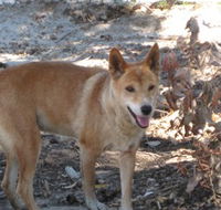 Cohunu Koala Park - Rent Accommodation
