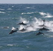 Tamboi Queen Cruises - Rent Accommodation