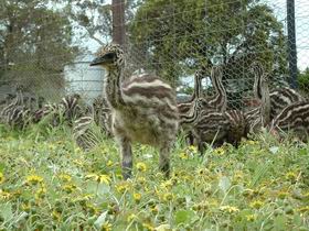 Avenue Emus - Rent Accommodation 1