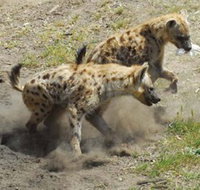 Altina Wildlife Park - Rent Accommodation