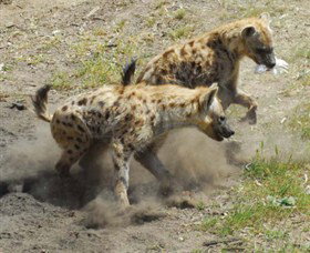 Altina Wildlife Park - Rent Accommodation 0