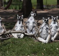 Savannah Visitor Plaza Taronga Western Plains Zoo Dubbo - Rent Accommodation