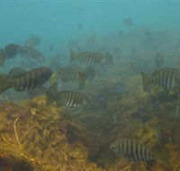 Bunurong Marine and Coastal Park - Rent Accommodation