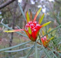 Glenbrook Native Plant Reserve and Nursery - Rent Accommodation