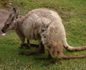 Forest Of Tranquillity - Australian Rainforest Sanctuary - Rent Accommodation 1