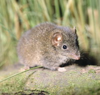 Munmorah State Conservation Area - Rent Accommodation
