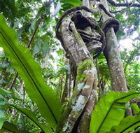 Tamborine Rainforest Skywalk - Rent Accommodation