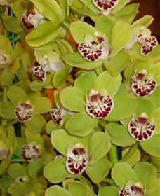 Tinonee Orchid Nursery - Rent Accommodation 1