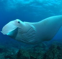 Manta Bommie Dive Site - Rent Accommodation