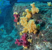 Shag Rock Dive Site - Rent Accommodation