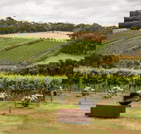 Montalto Vineyard Mornington Peninsula Discovery Wine Tasting and Lunch - Rent Accommodation