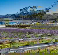 Private Tasman Peninsula Cruise Ship Tour from Port Arthur - Rent Accommodation