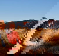 Uluru Sunrise and Kata Tjuta Half Day Trip - Rent Accommodation