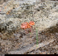 Moorooduc Quarry Walk  Stairs Circuit - Rent Accommodation