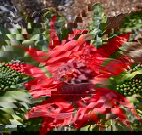 Inverawe Native Gardens - Rent Accommodation