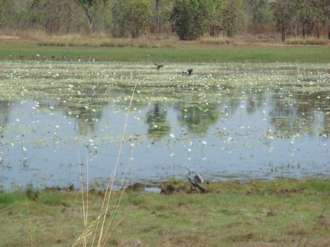 Leaning Tree Lagoon Nature Park - Rent Accommodation 0