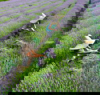 Lavandula Swiss Italian Farm - Rent Accommodation