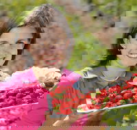 The Super Strawberry - Rent Accommodation
