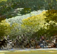 Lone Pine Koala Sanctuary - Rent Accommodation