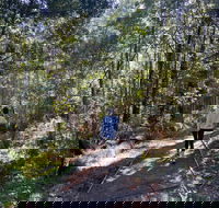 Lyrebird Circuit Walk - Rent Accommodation
