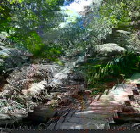 Wirrawilla Rainforest Walk - Rent Accommodation