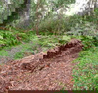 Forest Walking Track Gibraltar Range National Park - Rent Accommodation