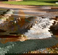 Wombat Statues Moonta - Rent Accommodation
