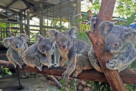 Cairns 2-Day Combo: Great Barrier Reef Cruise And Kuranda - Rent Accommodation 6