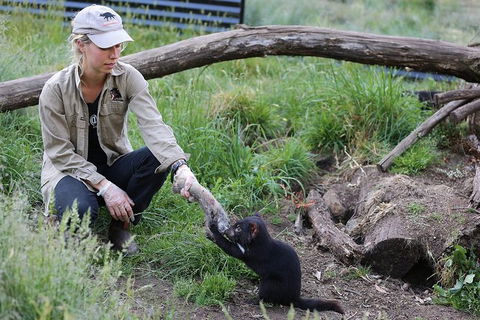 After Dark Tasmanian Devil Feeding Tour At Cradle Mountain - Rent Accommodation 3