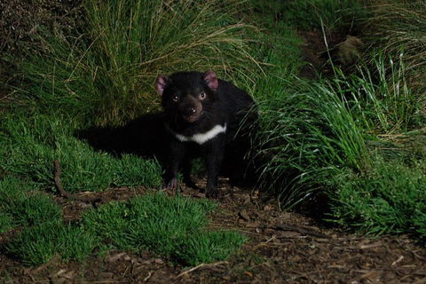 After Dark Tasmanian Devil Feeding Tour At Cradle Mountain - Rent Accommodation 1