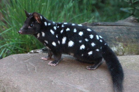 After Dark Tasmanian Devil Feeding Tour At Cradle Mountain - Rent Accommodation 5
