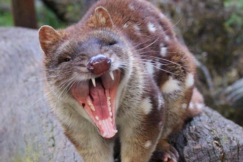 After Dark Tasmanian Devil Feeding Tour At Cradle Mountain - Rent Accommodation 4