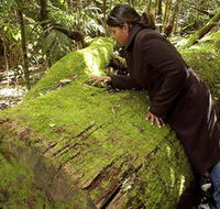 Washpool National Park - Washpool Walk - Rent Accommodation