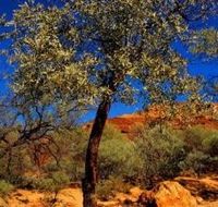 Mt Romance Australia Pty Ltd - Rent Accommodation