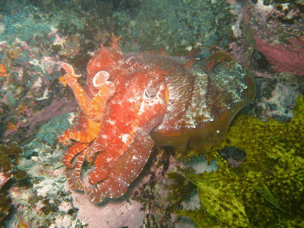 Jervis Bay Dive Charters - Rent Accommodation