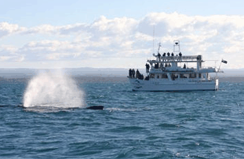 Dolphin Watch Cruises - Rent Accommodation