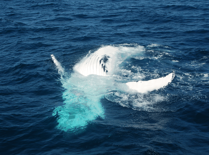 Dolphin Wild Cruises - Rent Accommodation